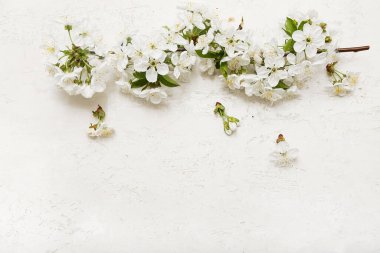 Beyaz arkaplanda çiçek açan güzel bir dal