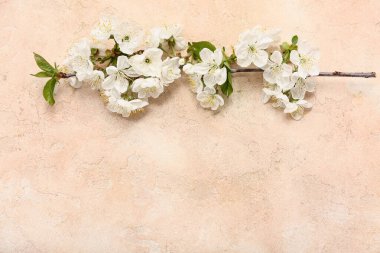 Bej arkaplanda güzel çiçek açan bir dal