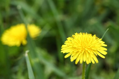 Yeşil çimenlerde sarı karahindiba çiçeği, yakın plan.