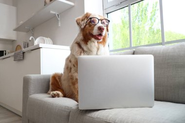 Evdeki kanepede dizüstü bilgisayarı olan sevimli Avustralya çoban köpeği.
