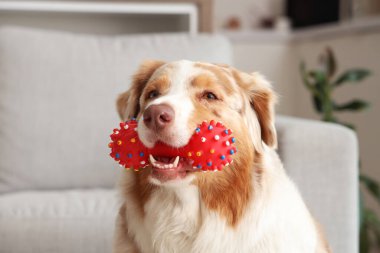 Evcil oyuncağıyla evde oturan sevimli Avustralya çoban köpeği.