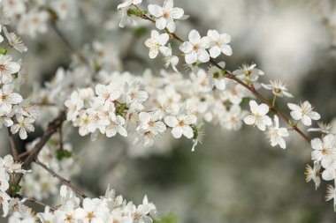 Bahar günü, açık havada çiçek açan güzel ağaç dalları