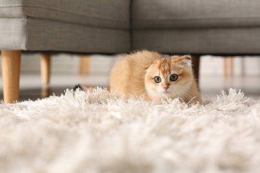 Evdeki yumuşak beyaz halıda sevimli kedi yavrusu, yakın plan.