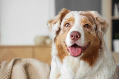 Sevimli Avustralyalı çoban köpeği evde