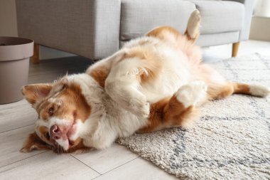 Sevimli Avustralya çoban köpeği evde yerde yatıyor.