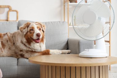 Evdeki kanepede elektrikli vantilatörlü sevimli Avustralya çoban köpeği.