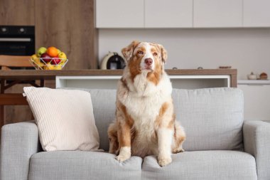 Sevgili Avustralyalı çoban köpeği evdeki kanepede oturuyor.
