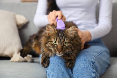 Genç bir kadın evdeki kanepede kediyi fırçalıyor.