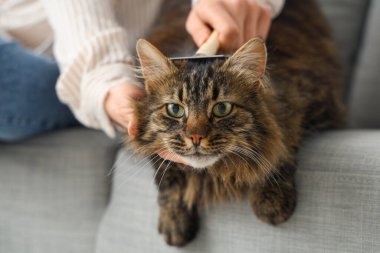 Genç bir kadın evdeki kanepede kediyi fırçalıyor.