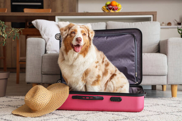 Adorable Australian Shepherd dog with suitcase and wicker hat sitting at home