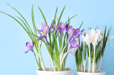 Mavi arka planda güzel çiçek saksıları