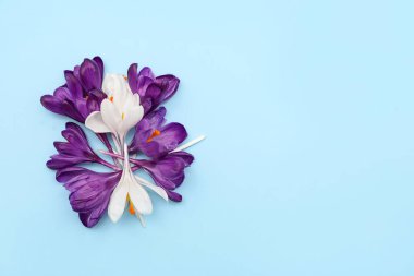 Mavi arka planda güzel kır çiçekleri