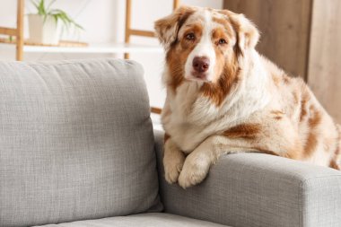 Sevimli Avustralyalı çoban köpeği evde kanepenin yanında oturuyor.