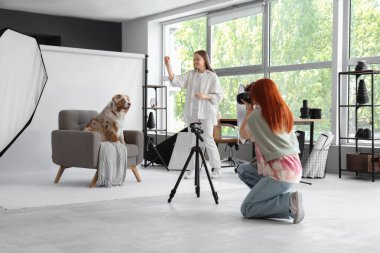 Asistanı ile birlikte Avustralyalı çoban köpeğinin stüdyo koltuğunda fotoğrafını çeken kadın fotoğrafçı.