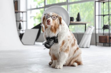 Stüdyoda gözlüklü ve fotoğraf makineli komik bir Avustralya çoban köpeği.