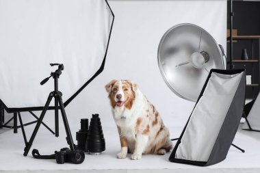 Fotoğraf stüdyosunda profesyonel ekipmanı olan şirin bir Avustralya çoban köpeği.