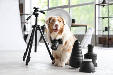 Fotoğraf stüdyosunda profesyonel ekipmanı olan şirin bir Avustralya çoban köpeği.