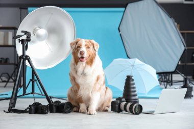 Avustralyalı çoban köpeği profesyonel ekipmanlarla fotoğraf stüdyosunda.