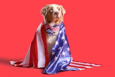 Cute Australian Shepherd dog with scarf and USA flag on red background clipart