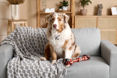 Güzel Avustralyalı çoban köpeği. İp oyuncağıyla oturma odasında gri koltukta oturuyor.