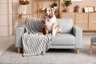 Güzel Avustralyalı çoban köpeği. İp oyuncağıyla oturma odasında gri koltukta oturuyor.