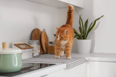 Mutfaktaki sevimli kırmızı kedi.