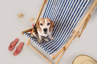 Beyaz arka planda plaj aksesuarlarıyla güverte sandalyesinde oturan sevimli Beagle köpeği.