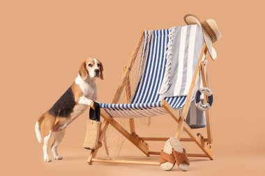 Güverte sandalyesinin yanında bej arka planda plaj aksesuarları olan sevimli Beagle köpeği.