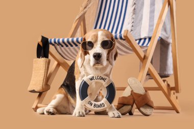 Güverte sandalyesinin yanında oturan sevimli Beagle köpeği. Bej arka planda hatıra olarak can simidi ve plaj aksesuarları var.