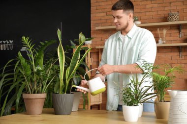 Genç yakışıklı adam odada çiçekleri suluyor.