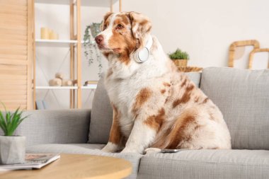 Evdeki koltukta oturan kulaklıklı ve cep telefonlu sevimli Avustralya çoban köpeği.