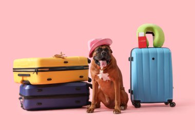 Kahverengi Amerikan Bulldog 'u bavulların yanında oturuyor ve pembe arka planda pasaport var. Seyahat kavramı