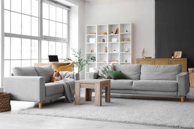 Oturma odasındaki kanepede yatan sevimli kedi.