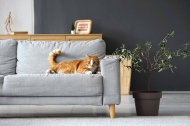 Oturma odasındaki kanepede yatan sevimli kedi.