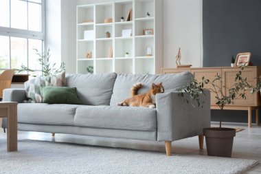 Oturma odasındaki kanepede yatan sevimli kedi.