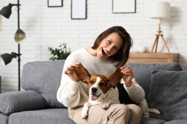 Sevimli Beagle köpeği, evdeki gri kanepede genç kadın bacaklarının üzerinde yatıyor.