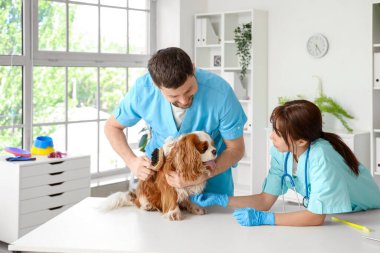 Veterinerler klinikte şirin köpekleri fırçalıyorlar.