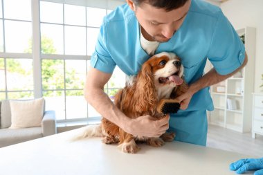 Erkek veteriner klinikte masadaki sevimli köpeği fırçalıyor.