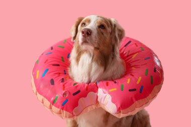 Şirin Avustralyalı çoban köpeği. Pembe arka planda donut şeklinde şişirilebilir halkası var.