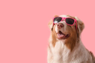 Pembe arka planda güneş gözlüklü şirin Avustralyalı çoban köpeği