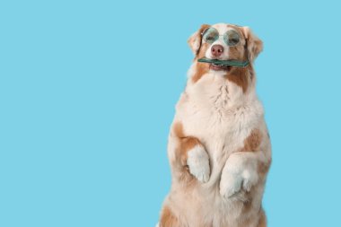 Mavi arka planda pasaportu olan güneş gözlüklü şirin Avustralya çoban köpeği.