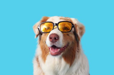 Mavi arka planda güneş gözlüklü şirin Avustralyalı çoban köpeği