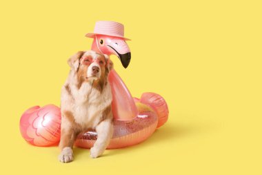 Sarı arka planda flamingo şeklinde şişirilebilir halkası olan güneş gözlüklü şirin Avustralya çoban köpeği.