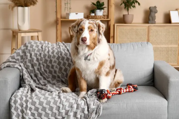 Güzel Avustralyalı çoban köpeği. İp oyuncağıyla oturma odasında gri koltukta oturuyor.