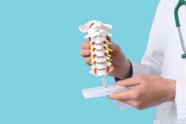 Erkek doktor mavi arka planda omurga modelini tutuyor.