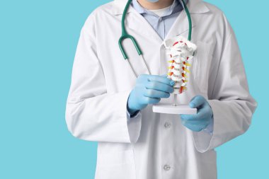 Erkek doktor mavi arka planda omurga modelini tutuyor.