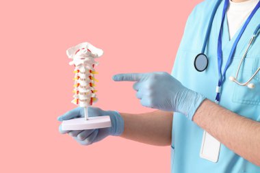 Erkek doktor pembe arka planda omurga modelini gösteriyor.