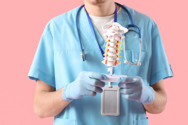 Erkek doktor pembe arka planda omurga modeli tutuyor.