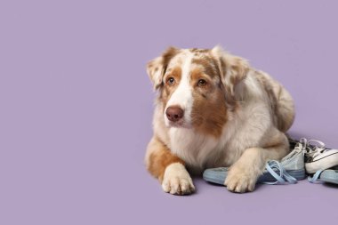 Şirin Avustralyalı çoban köpeği mor arka planda spor ayakkabılarıyla yatıyor.