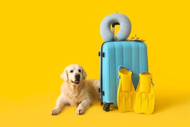 Beyaz sevimli Labrador köpeği, bavulu ve sarı arka planda paletleri var.